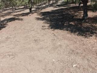 Terreno agricolo in vendita a riace 