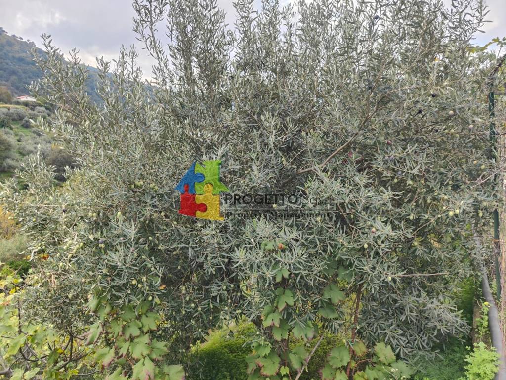 immagine annuncio 6 di 8
