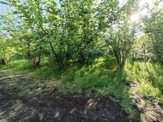 Terreno agricolo in vendita a nola via palma