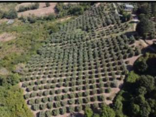 Terreno agricolo all'asta a san venanzo frazione ripalvella centro