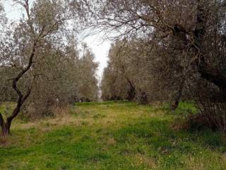 Terreno agricolo all'asta a canino via vallecchia, 40