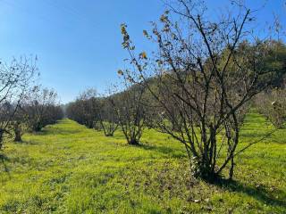 Terreno agricolo in vendita a cherasco fraz. sant'antonino