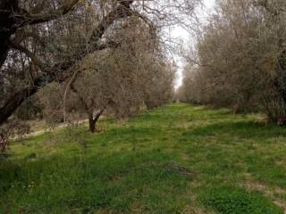 Terreno agricolo all'asta a canino via di tarquinia