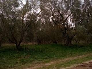 Terreno agricolo all'asta a canino sp107