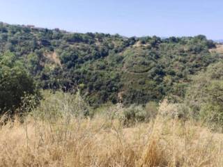 Terreno agricolo all'asta a luzzi contrada marzionero