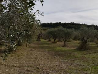 Terreno agricolo in vendita a san giacomo degli schiavoni contrada maravinsoli