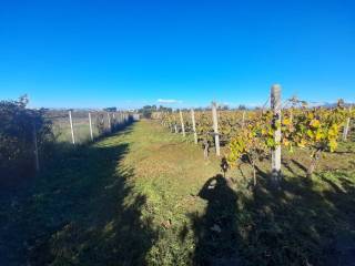 Terreno agricolo in vendita a frascati 