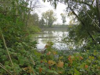 Terreno agricolo all'asta a riva del po ciclabile fe20