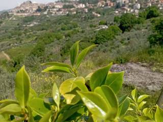 Terreno agricolo in vendita a olevano romano via san martino annunziata