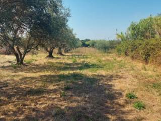 Terreno agricolo all'asta a frascati via santa croce