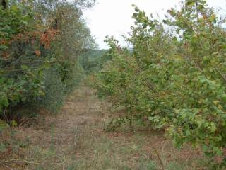 Terreno agricolo all'asta a faleria sp78