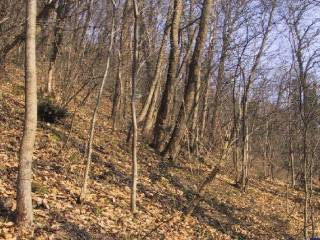 Terreno agricolo in vendita ad atripalda via savarano