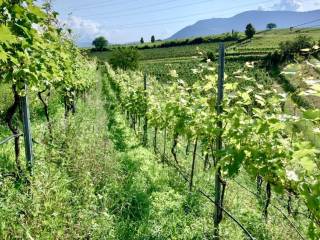 Terreno agricolo in vendita ad appiano sulla strada del vino 