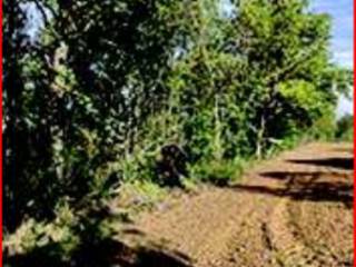 Terreno agricolo all'asta a quattordio strada comunale