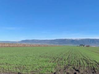 Terreno agricolo all'asta a san severo strada provinciale circumsanseverina est