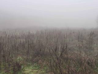 Terreno agricolo all'asta a ozzero via dell'industria