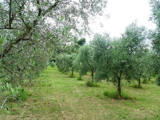 Terreno agricolo in vendita a castel san lorenzo via san cosmo