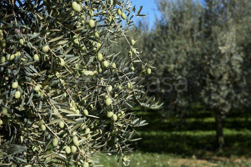 immagine annuncio 3 di 6