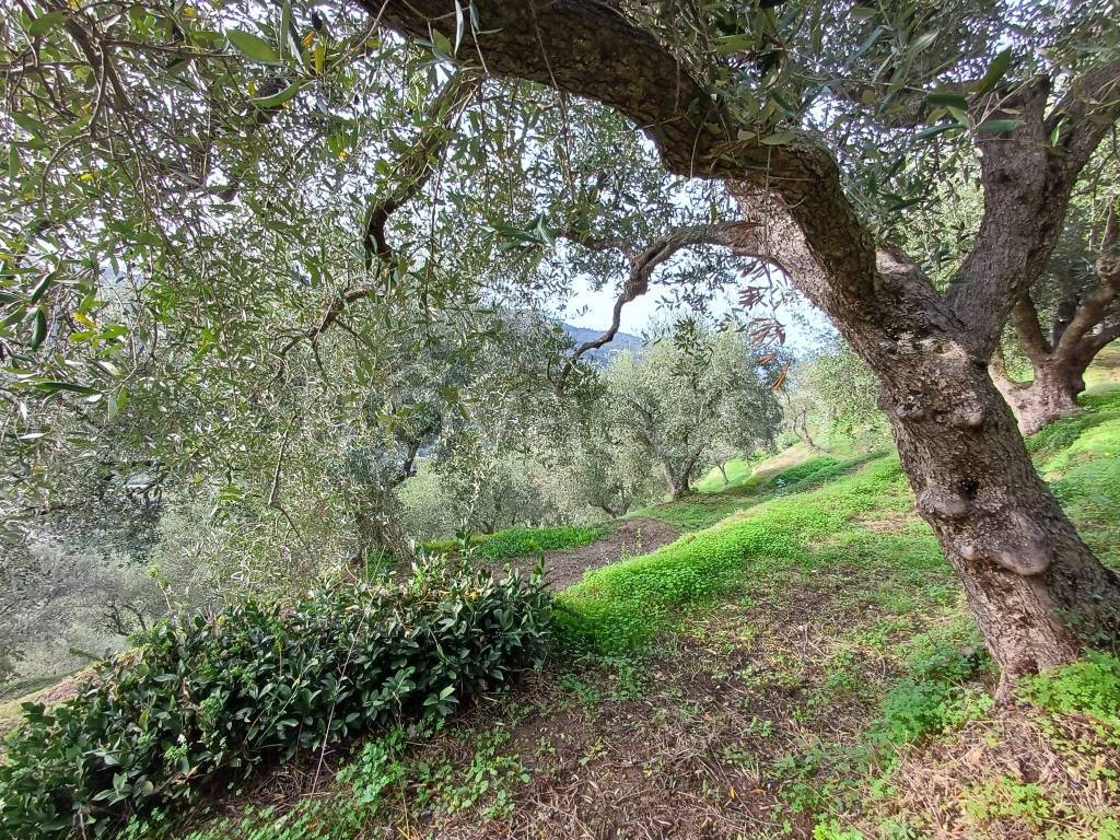 immagine annuncio 3 di 9