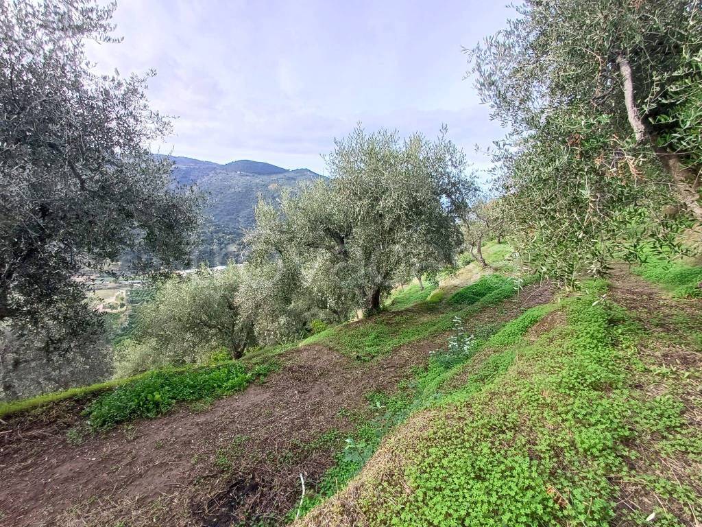 immagine annuncio 5 di 9