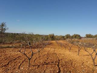 Terreno agricolo in vendita a castellana grotte contrada ciampacotta