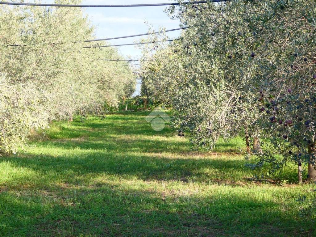 immagine annuncio 5 di 12