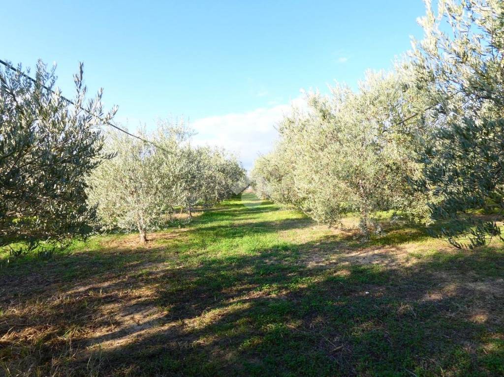 immagine annuncio 7 di 12