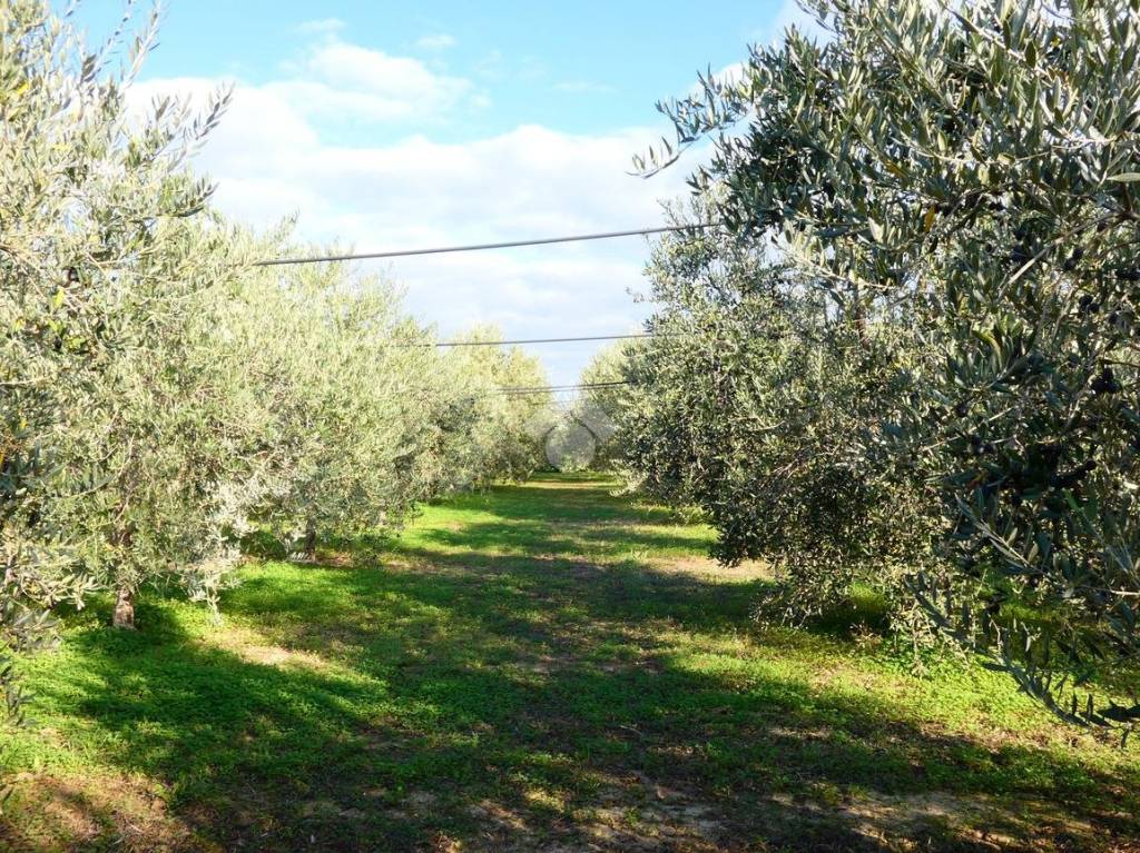 immagine annuncio 9 di 12