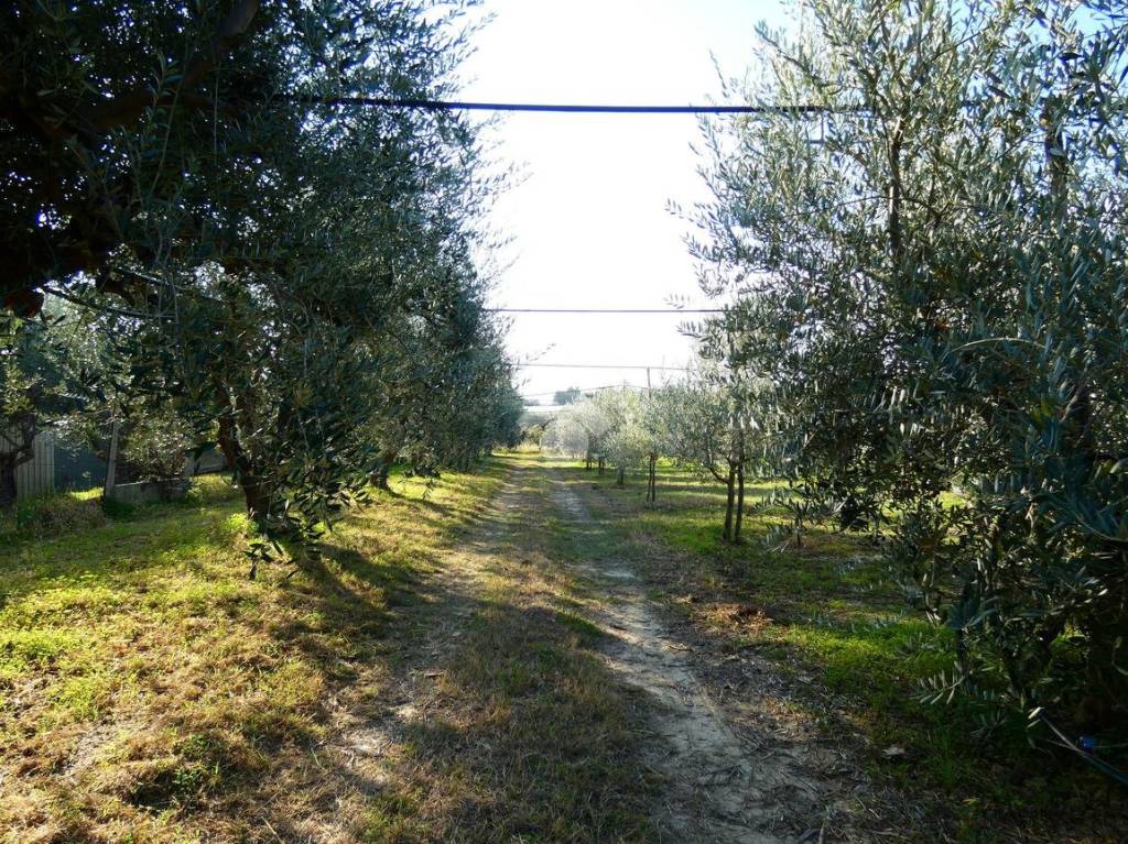 immagine annuncio 11 di 12