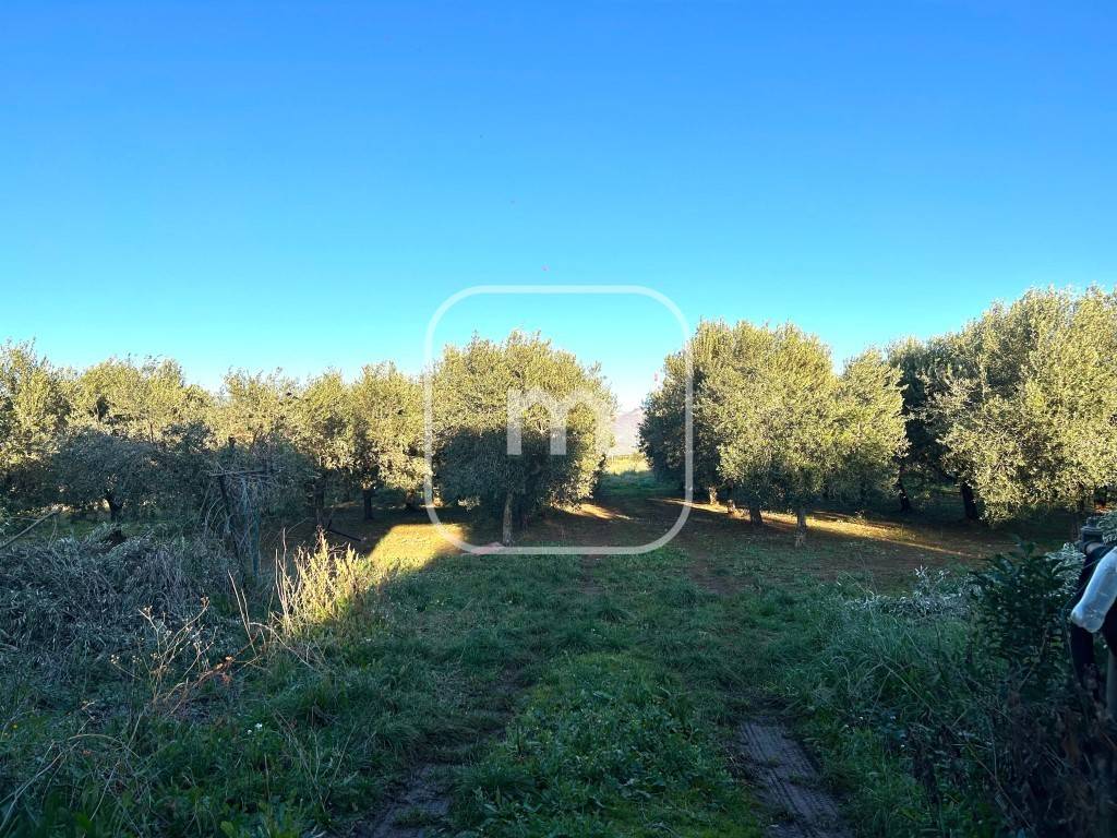 immagine annuncio 9 di 11