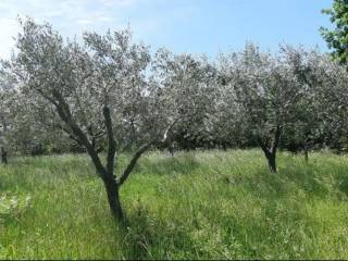 Terreno agricolo in vendita a canepina località pianettello, 1