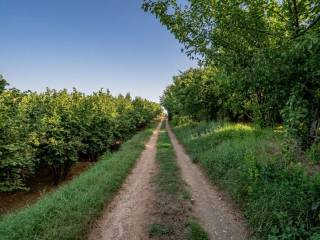 Terreno agricolo in vendita a vasanello località poggio pietruccio, 100