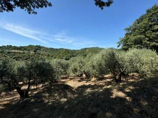 Terreno agricolo in vendita a canepina località vignali, 20