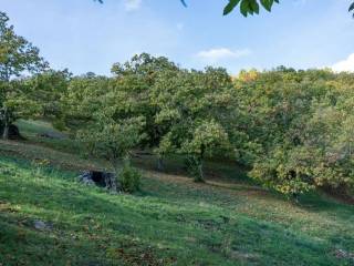 Terreno agricolo in vendita a canepina località mallevalle