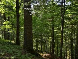 Terreno agricolo in vendita ad andria strada statale 170 dir a s.n.c.