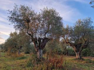 Terreno agricolo in vendita a gavorrano strada provinciale bivio ravi