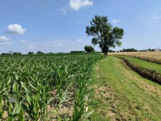 Terreno agricolo all'asta a tresignana sp15