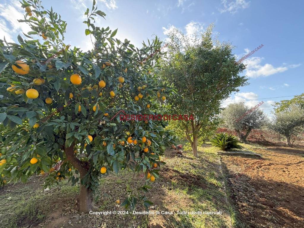 immagine annuncio 8 di 11