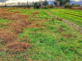 Terreno agricolo in vendita a lucca via delle ville 1