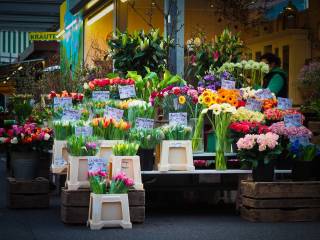 Piante e fiori in vendita a reggio nell'emilia 