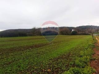 Terreno agricolo in vendita a monopoli contrada paretano, snc