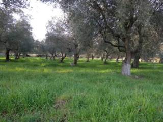 Terreno residenziale in vendita a noto c.da piano milo