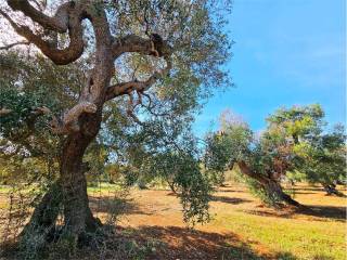 Terreno residenziale in vendita a carovigno 