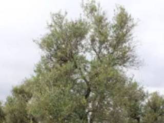 Terreno agricolo all'asta a palo del colle traversa strada provinciale palo-binetto