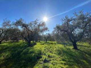 Terreno agricolo in vendita a corchiano strada provinciale cenciano