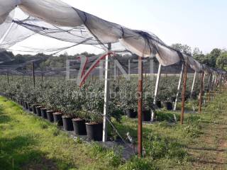 Terreno agricolo in vendita a piossasco borgata mompalà via delle viole, sic