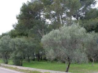 Terreno agricolo all'asta a palo del colle traversa strada provinciale palo-binetto