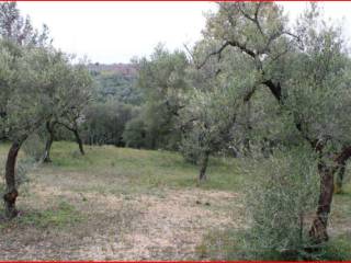 Terreno agricolo all'asta a palo del colle strada comunale parco della corte