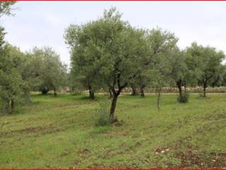 Terreno agricolo all'asta a palo del colle strada comunale parco della corte