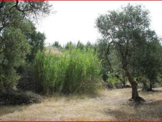 Terreno agricolo all'asta a palo del colle strada comunale torre del duca